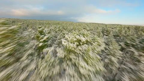 High speed drone soaring above snow covered pine forest, blending motion blur Video stock 306384253