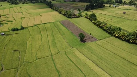 A High-Speed Drone Sprint Through Ricefield Realms Stock Footage 259534893