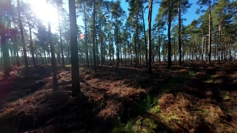 High Speed FPV Drone Slalom Through Woburn Forest Trees Stock Footage 337546869