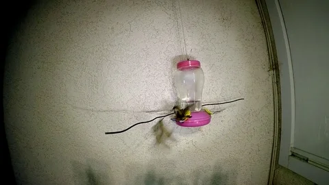 High speed Hummingbird attack at feeder 240fps slow motion Stock Footage 90683590