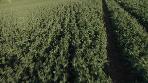 High Speed Low Aerial Pullback Over Field Of Rapeseed Crops, Canola Oil. Video stock 105225805