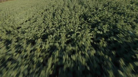 High Speed Low Flying Over Agricultural Field of Rapeseed Crops. Video stock 105224650