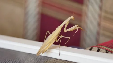 High-speed motion capturing a pregnant tan mantis performing a deimatic disp Stock Footage 334340491