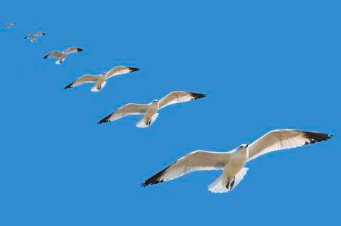 High speed multiple exposure of a seagull gliding to a landing with blue sky Stock Photos