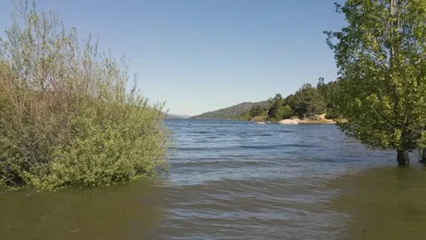 High-speed reverse drone flight through flooded trees in reservoir Stock Footage 309842907