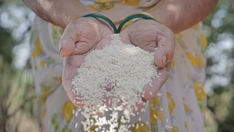 High-speed shot of rice grain falling from the hands of an Indian farmer Stock Footage 89073085