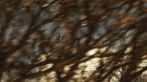 High speed skiing Stock Footage 1042140