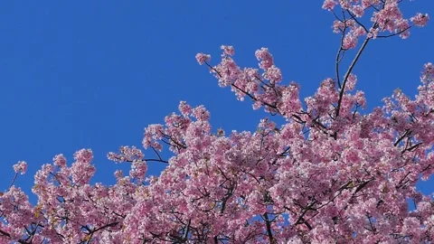 High speed Slow motion cherry blossoms 스톡 동영상 125289775