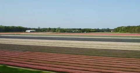 High speed train passing colorful tulip field Stock Footage 88975556