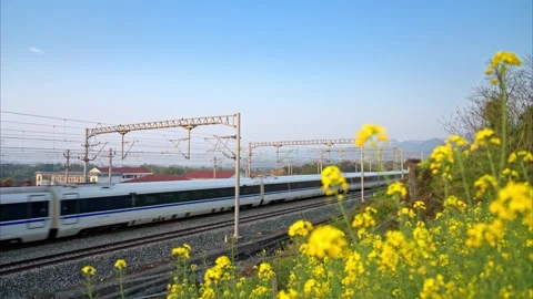High-Speed Train Passing Through Yellow Rapeseed Fields in Spring Stock Footage 342247001
