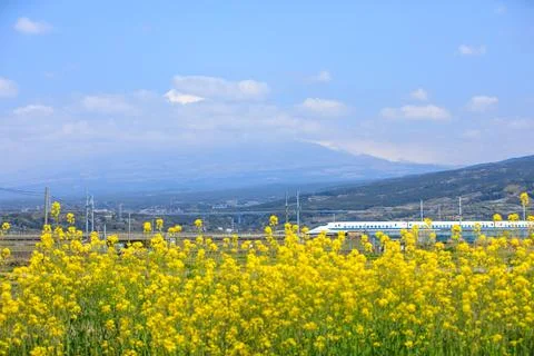 High Speed Train Passing Through Canola Flower Fields Near Mountainous Land.. Stock Photos