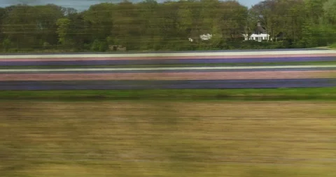 High speed train passing tulip field Stock Footage 89006419