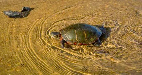 High Speed Turtle Stock Photos