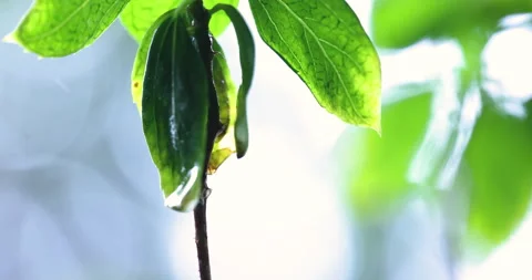 High-speed water drops falling off wet foliage; look at continuous jungle rain. Stock Footage 340125752