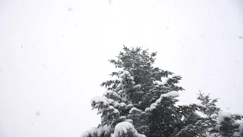 High spruce on a background of gray sky in the snow during a snowfall Stock Footage 105665787