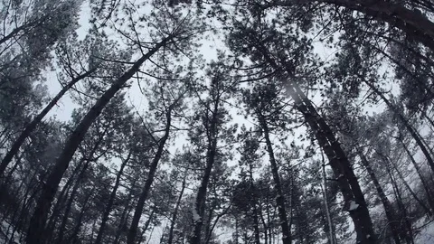 High spruce. Circular motion of the camera Video stock 84912018