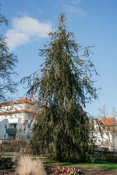 High spruce with long thin branches and long cones Stock Photos