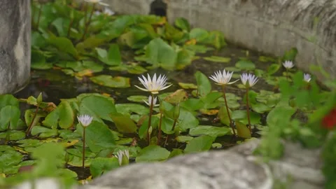 A high static angle continues to hold on the pond. White water lilies bloom Stock Footage 318786575