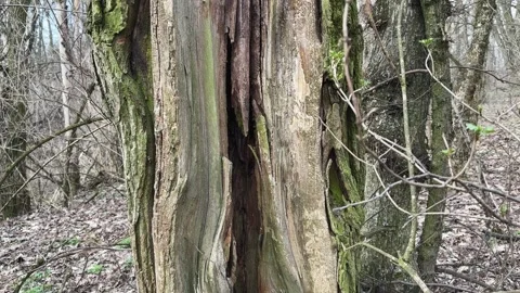 High stump of broken black locust tree in spring forest Stock Footage 332612916