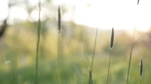 High summer grass in the field on the windy day slow-mo Stock Footage 75837942