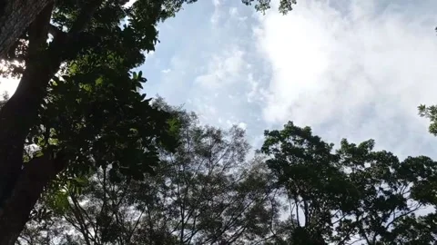 High tall tree under bright blue sky blowing by the wind Video stock 229676723