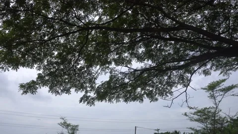 High tall tree under bright blue sky blowing by the wind Vídeos de archivo 232474510