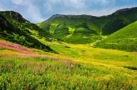 High tatras mountain green meadow with wild flowers Stock Photos