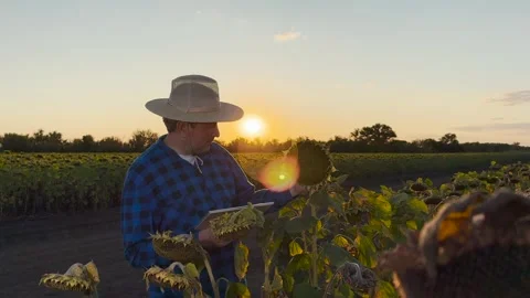 High tech agriculture meets hands-on farming, digital agronomist optimizing Stock Footage 314684522