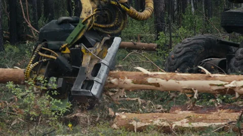 High Tech Log Saw Machine Working Process At An Agricultural Manufacture Stock Footage 272221685