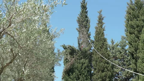 High thin pine tree tied with a rope for felling down to the ground Stock Footage 162581248
