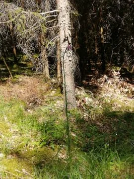 High  THISTLE Stock Photos