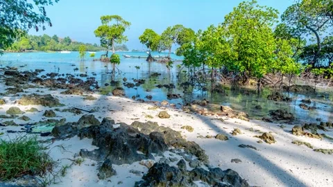 High tide in mangrove forests of Havelock Island, Swaraj Dweep, Andaman, India Stock Footage 331529043