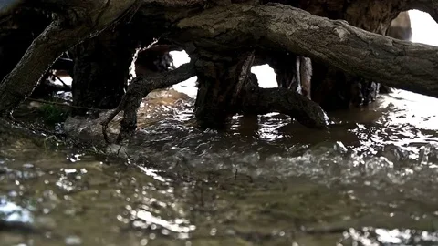 At high tide the waves beat against the roots of the trees Stock Footage 77706352