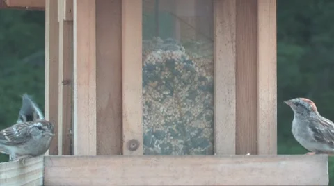 High traffic bird feeder Video stock 8512216