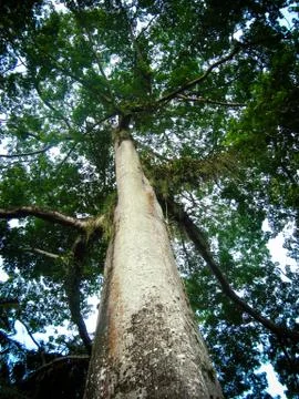High tree from below Stock Photos