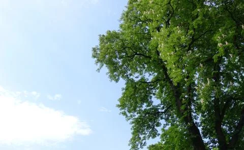 High tree blooming chestnut 库存照片