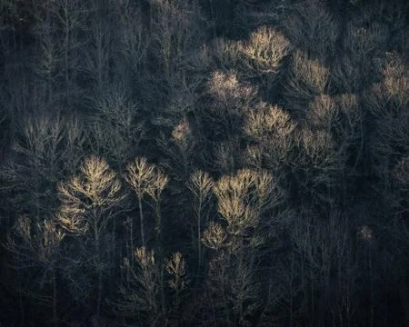 High Tree Branches touched by the Weak Winter Light Stock Photos