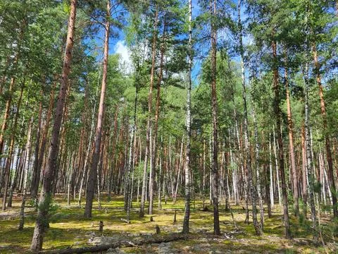 High tree crowns in a pine forest, protection of woodland ecosystems Stock Photos