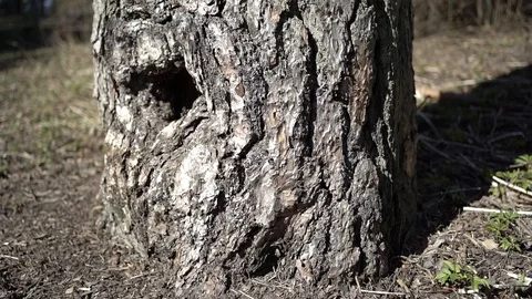 High tree in forest and blue sky Stock Footage 128833887