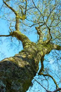 High tree in the Forest. Close-up of a tree. Stock Photos