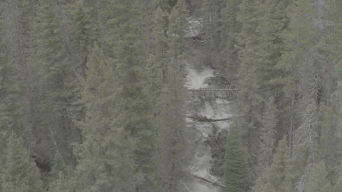 High Tree Forest With Rapid Rivers Flowing 库存影片 248729634