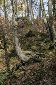 A high tree growing on a huge rock Stock Photos