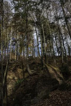 A high tree growing on a huge rock Stock Photos