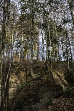 A high tree growing on a huge rock Stock Photos
