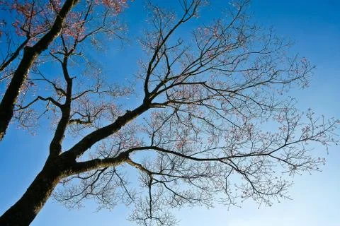 High tree on mountain with blue sky Stock Photos