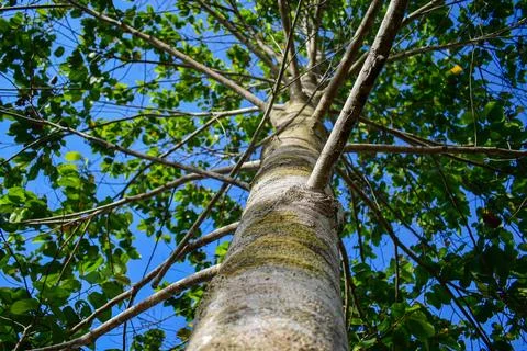 High tree over blue sky Stock Photos