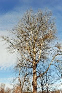 High  tree Stock Photos