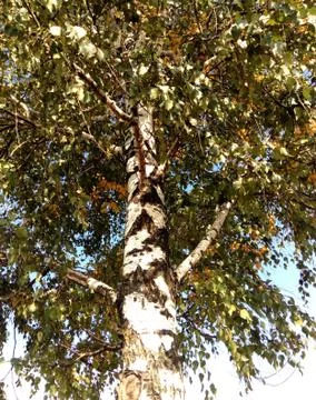 High tree Stock Photos