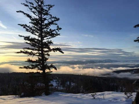 High up tree Stock Photos