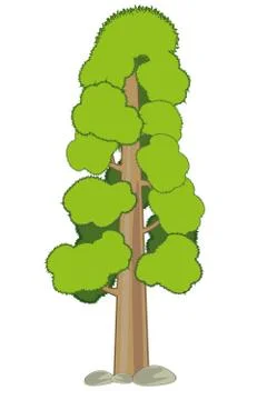 High tree sequoia on white background is insulated Stock Illustration